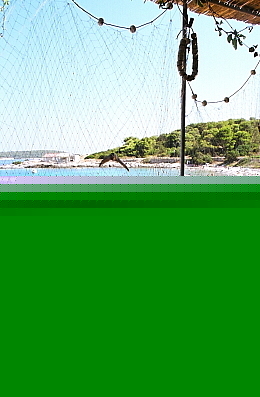 dalmatia22.jpg