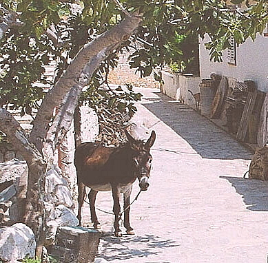 dalmatia40.jpg